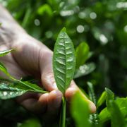 Matcha Workshop | Oromatcha