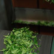 Matcha Workshop | Oromatcha